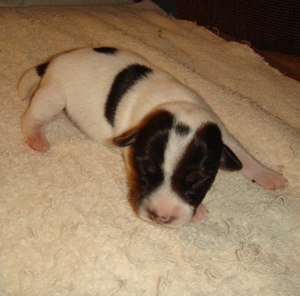 Puppy 1 Male